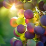 I migliori vini da dessert in Toscana da degustare assolutamente